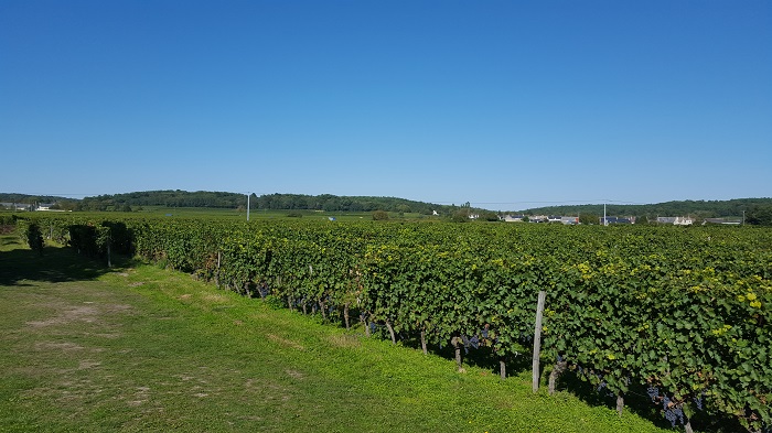 Vineyards of Bourgueil