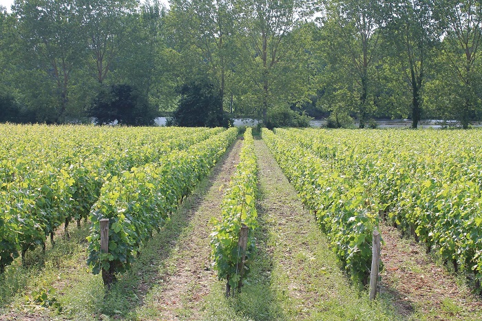 vineyards of ouraine-Oisly